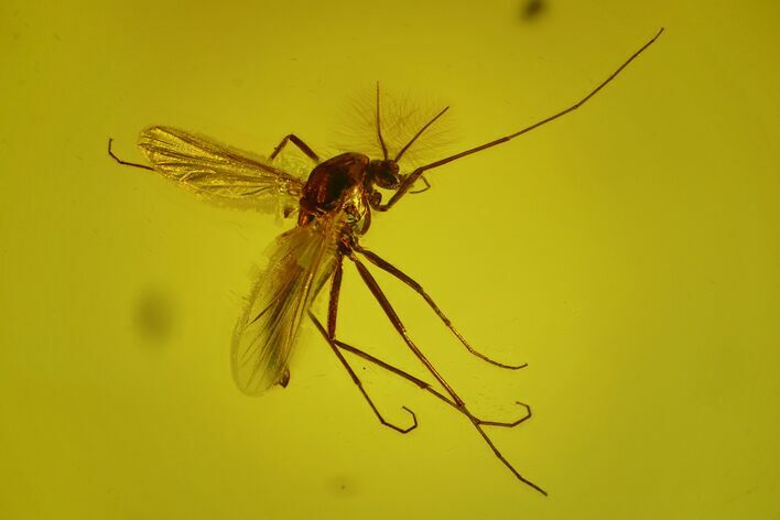 Detailed Fossil Fly (Chironomidae) In Baltic Amber #163504